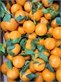 Мандарины сахарные 500391